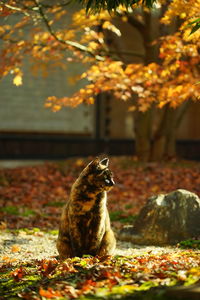 A tortoiseshell