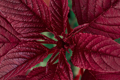 Close-up of plant