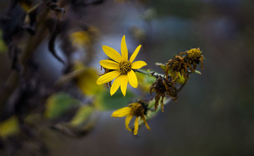 Close-up of yellow flowering plant