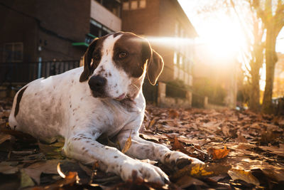 Dog lying on field