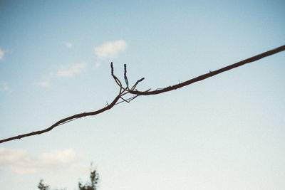 Low angle view of silhouette bare tree against sky