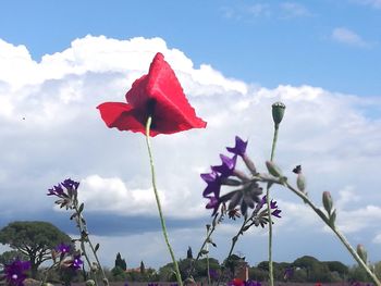 Close-up of pink flowering plant against sky