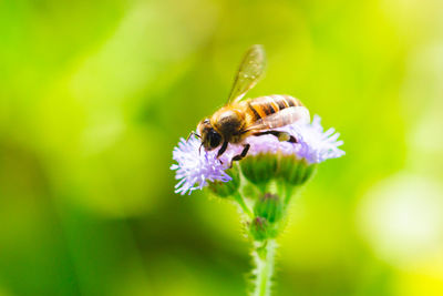 Close-up of bee on flowers blooming outdoors