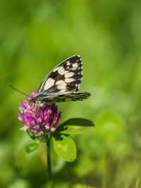 Close-up of butterfly pollinating on purple flower