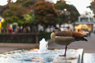 Close-up of seagull perching on wooden post