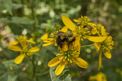 Close-up of bee pollinating on yellow flower