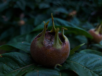 Close-up of fruits on plant