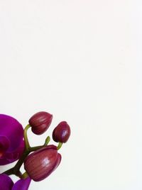 Close-up of red rose over white background