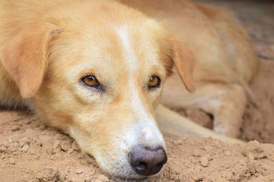 Close-up of dog lying on sand