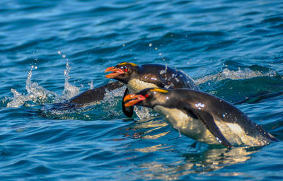 Close-up of duck swimming in sea