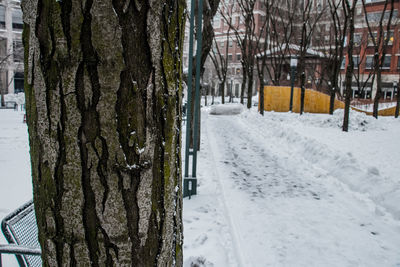 Bare trees on snow covered landscape