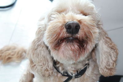 Close-up portrait of a dog