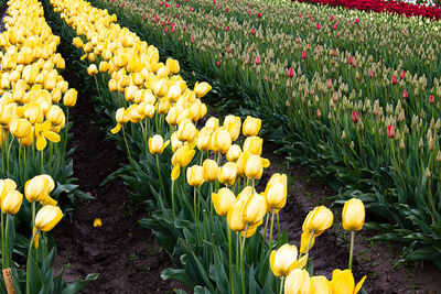 High angle view of yellow tulips on field