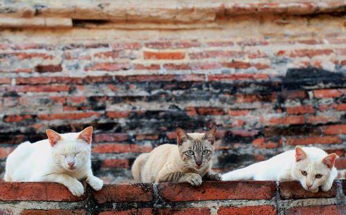 Portrait of cats relaxing against wall