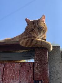 Low angle view of a cat