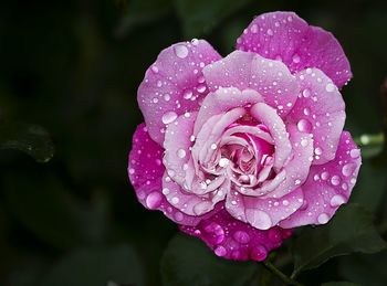 Close-up of water drops on rose