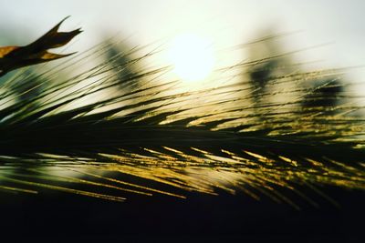 Close-up of silhouette plants against sky during sunset