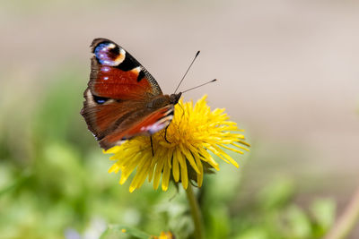 Close-up of butterfly pollinating on flower