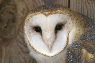 Close-up portrait of owl