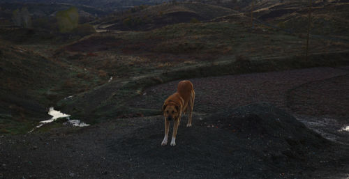 View of a dog on field