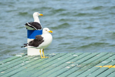 Seagull perching on wood