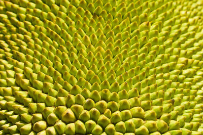 Jack fruit. close up on young jack fruit with yellow green rough spine skin.