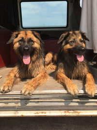 Portrait of dogs sitting in car