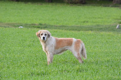 Side view of dog on grassy field