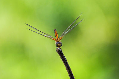 Close-up of dragonfly on twig