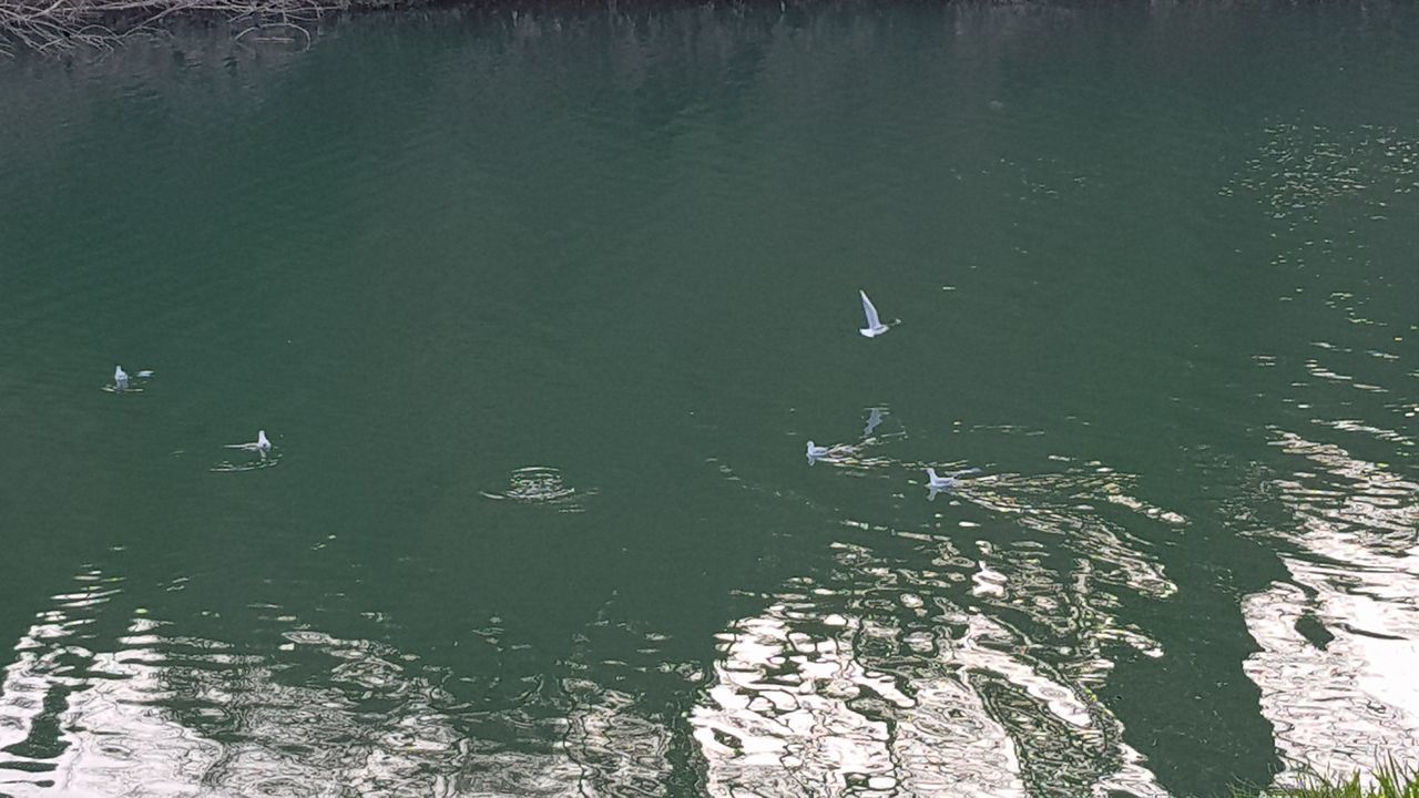 HIGH ANGLE VIEW OF DUCK SWIMMING IN SEA