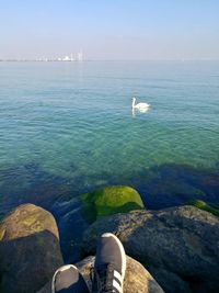 Swan in the ocean with boulders 