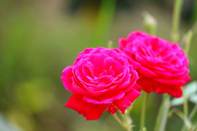 Close-up of pink rose