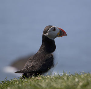 Close-up of puffin on grassy field against sea