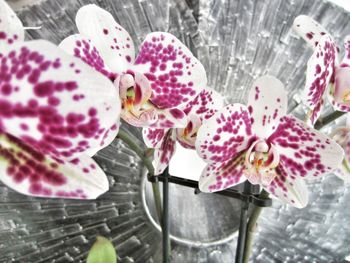 Close-up of pink flowers