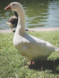 Duck on a field