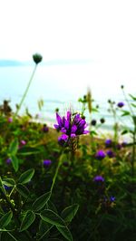 Close-up of purple flowers