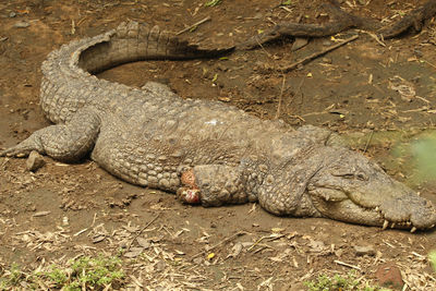 Crocodile on ground