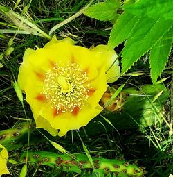 Close up of yellow flower blooming in park