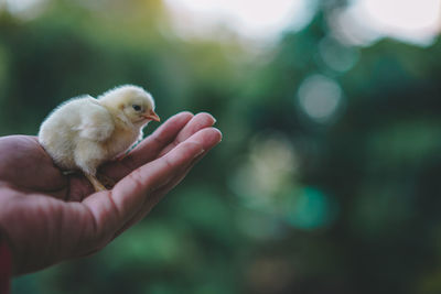 Close-up of hand holding chick