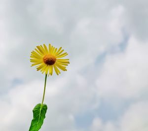 Close-up of sunflower against sky