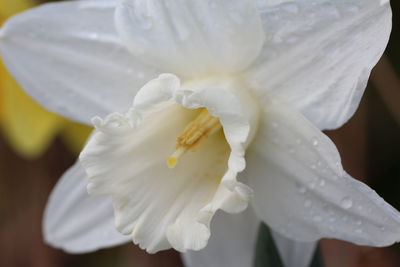 Close-up of white rose flower