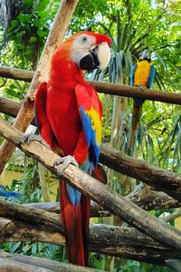 View of parrot perching on tree