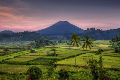 Scenic view of agricultural field against sky during sunset