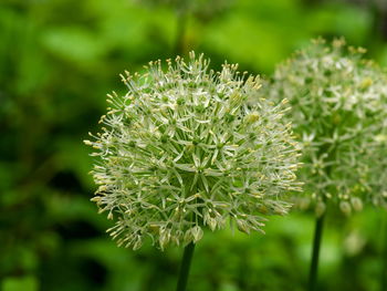 Close-up of white flowering plant