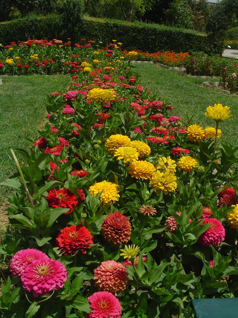 CLOSE-UP OF FLOWERS IN PARK