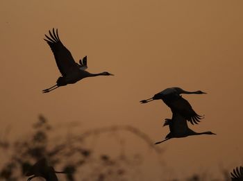 Low angle view of silhouette bird flying against sky