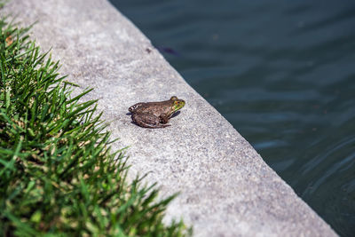 High angle view of lizard on rock