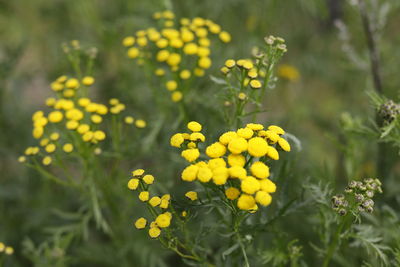 Close-up of yellow flowers blooming outdoors