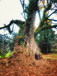 Low angle view of trees