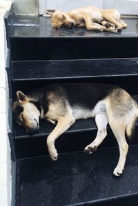 Dogs sleeping on steps
